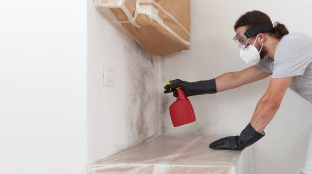 Professional Mold Removal technician working in Honey Grove, TX