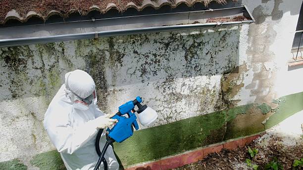 Trusted Mold Removal service in Honey Grove, TX - Cheap Mold Removal